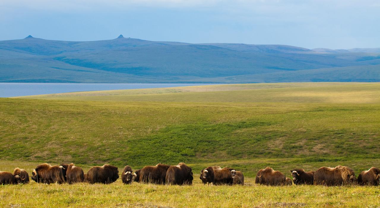 Musk oxen grazing in the grasslands