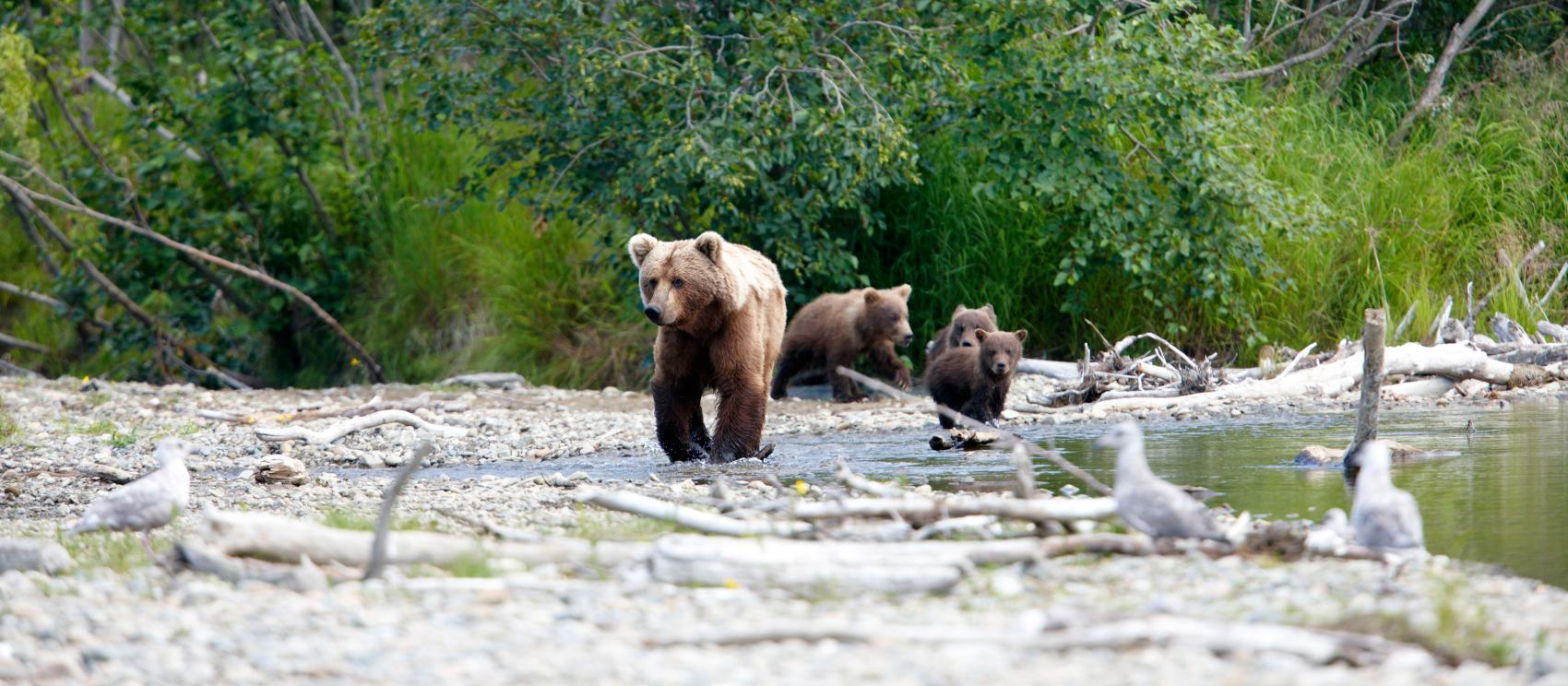 Ursos-pardos no Katmai National Park