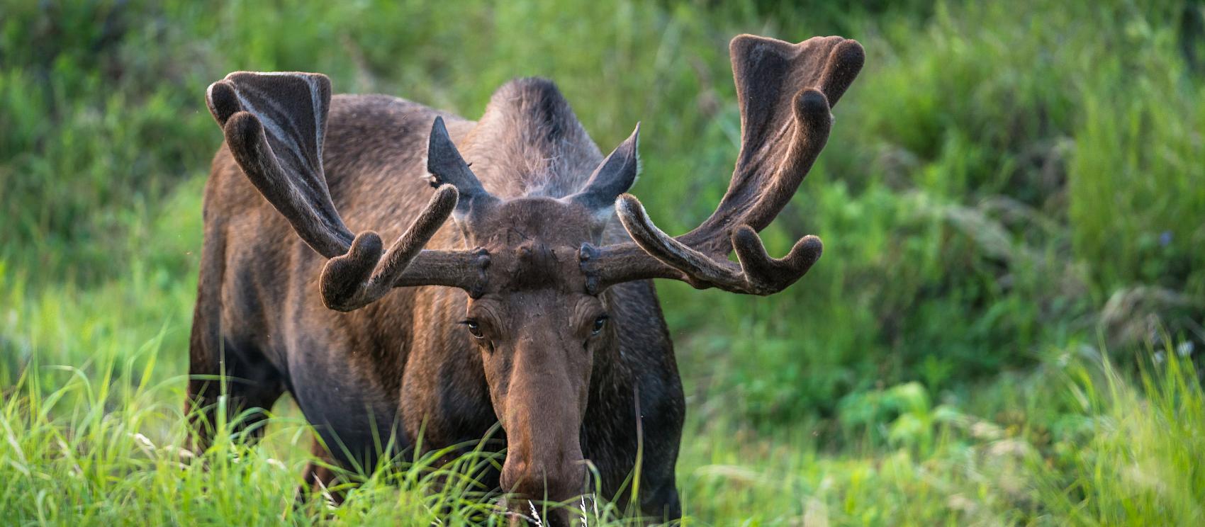 Um alce em um dia ensolarado em Anchorage
