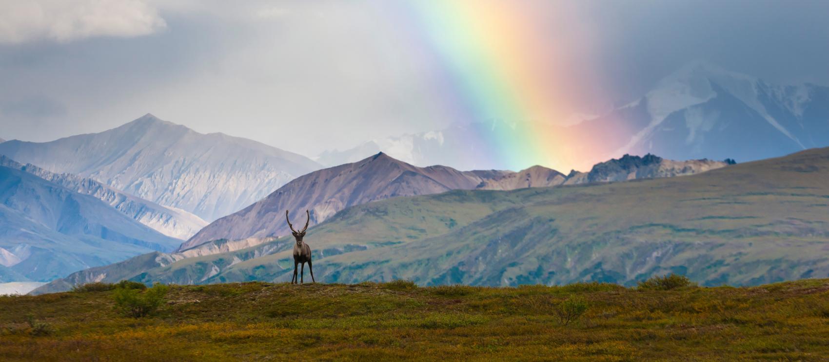 Um arco-íris acima do Denali National Park and Preserve