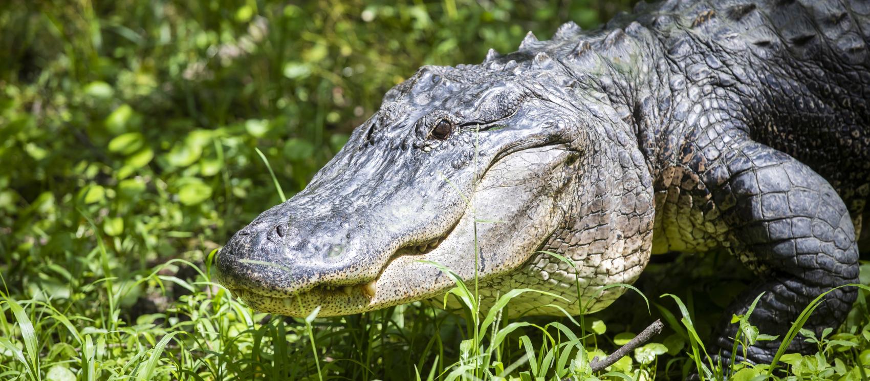 An American alligator, one of the state's most iconic animals